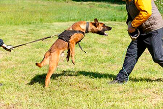 Adiestramiento canino defensa